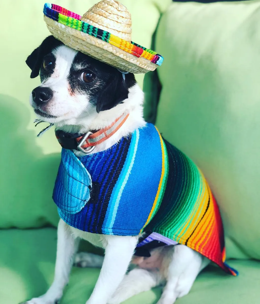 BAP Serape Dog Poncho