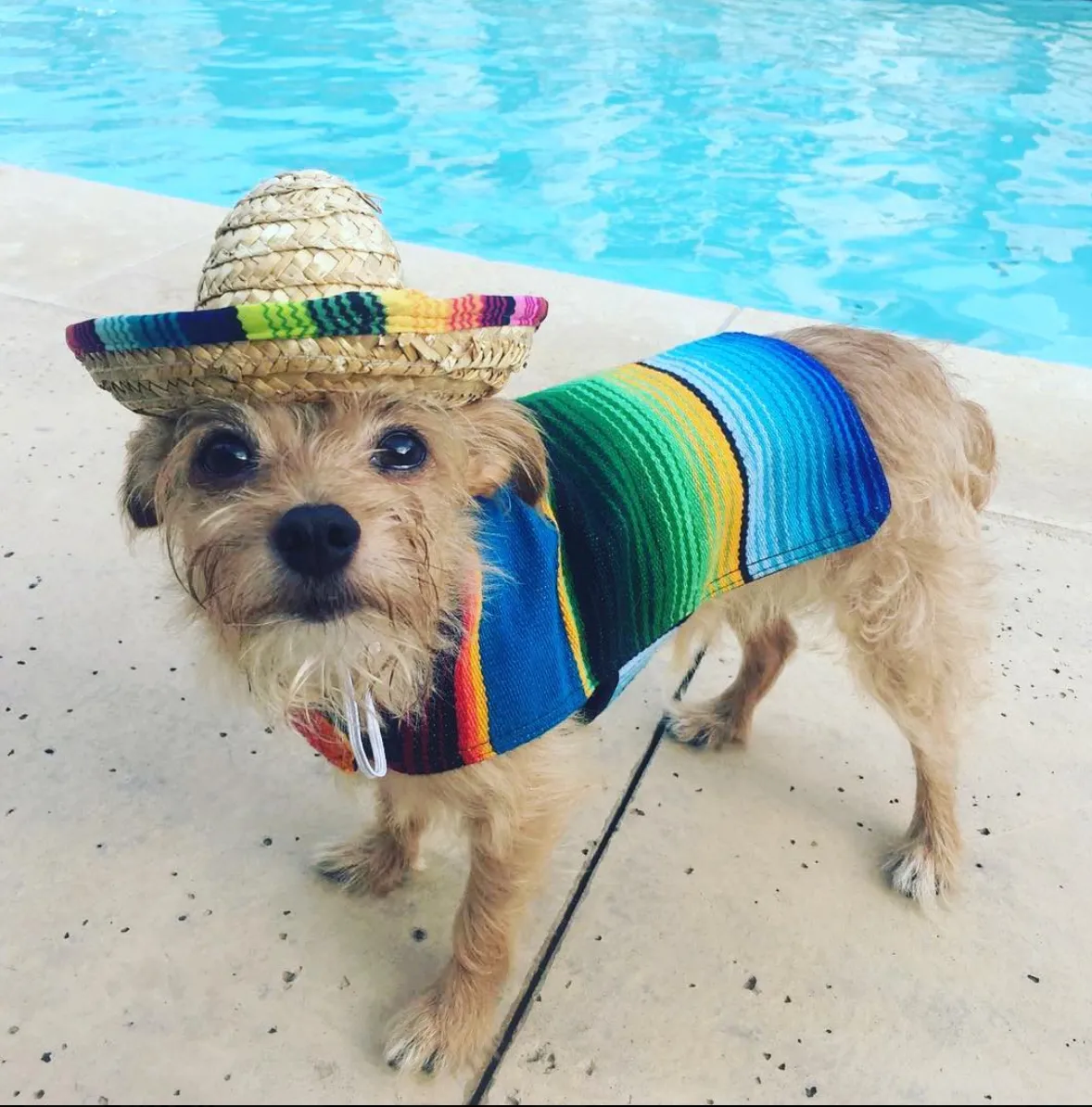 BAP Serape Dog Poncho