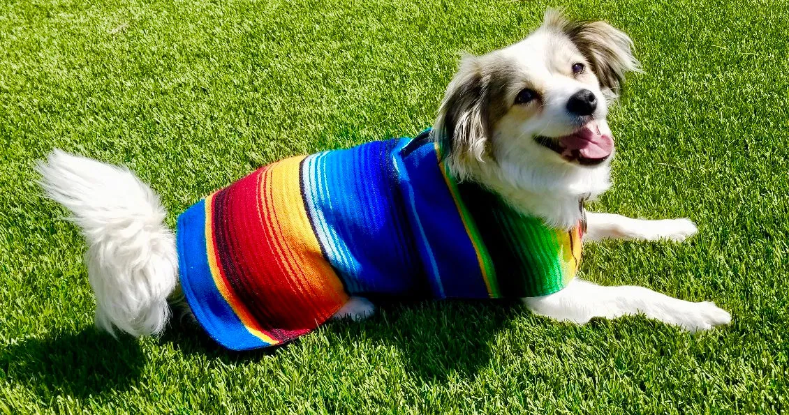 Dog Poncho -Blue